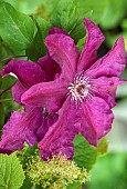 Clematis Rouge Cardinal