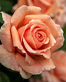 Rose Rosa Fryxotic WARM WISHES