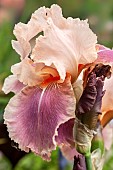 Iris Carnaby tall bearded iris