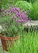 Lavandula stoechas French Lavender