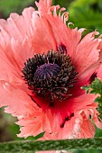 Papaver orientale Pink Ruffles Oriental fringed Poppy