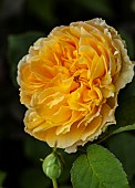 Rosa Rose Auspeet CHARLES DARWIN