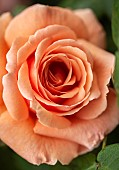 Rosa Rose Fryxotic WARM WISHES