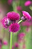 Cirsium rivulare