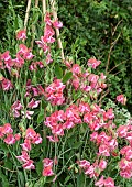 Lathyrus odoratus Miss Willmott Sweet Pea