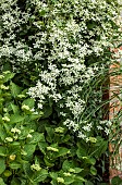 Jasminum nudiflorum Jasmine