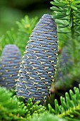 Abies koreana Korean fir