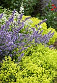 Garden border in summer