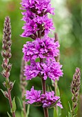 Liatris spicata Kobold