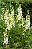 Eremurus Foxlily himalaicus