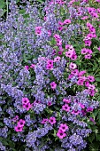 Nepeta Six Hills Giant Geranium Ann Folkard