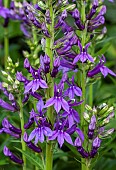 Lobelia × speciosa Vedrariensis