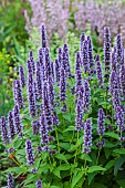 Agastache foeniculum