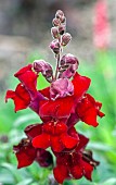 Antirrhinum Snapdragon Regal Red