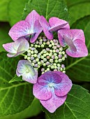 Hydrangea macrophylla