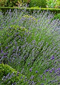 Border of mass lavender