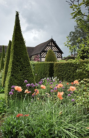 Impressive_tall_yew_spires_line_the_wide_grass_paths_yew_hedges_edge_borders_of_herbaceous_perennial