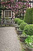 Climbing Roses on house wall Zephirine Drouhin