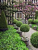 Climbing Roses on house wall Zephirine Drouhin