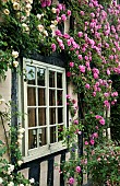 Climbing Roses on house wall Zephirine Drouhin fragrant Bourbon rose, Thornless Rose Outstanding country garden with a definite emphasis on perennials strong design and formality the resulting linearity creating several vistas at Wollerton Old Hall (NGS) Market Drayton in Shropshire early summer June