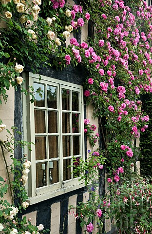 Climbing_Roses_on_house_wall_Zephirine_Drouhin_fragrant_Bourbon_rose_Thornless_Rose_Outstanding_coun