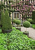 Climbing Roses on house wall including the lovely pink Zephirine Drouhin a fragrant Bourbon rose, (Thornless Rose)  oak bench/seat and clipped box topiary lollipops in half barrel containers, in outstanding country garden with a definite emphasis onperennials strong design and formality the resulting linearity creating several vistas at Wollerton Old Hall (NGS) Market Drayton in Shropshire early summer June