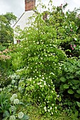 Cornus kousa hybrid dogwood Porlock