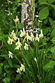 Roscoea cautleyoides summer flowering tuber, with pale yellow flowers at Wollerton Old Hall (NGS) Market Drayton in Shropshire early summer in June