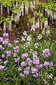 Hesperis matronalis Sweet Rocket