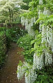 Wisteria sinensis Alba Chinese wisteria