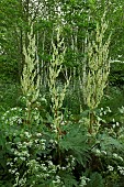 Rheum palmatum Ornamental Rhubarb