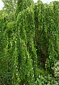 Cercidiphyllum japonicum f. pendulum Weeping katsura