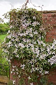 Clematis montana Pink Perfection