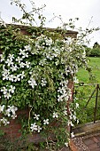 Clematis montana Grandiflora