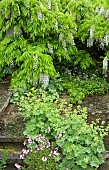 Wisteria sinensis Alba Chinese wisteria vigorous