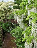 Deciduous Climber Wisteria sinensis Alba Chinese wisteris