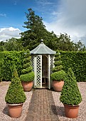 Brick path  pyramid twisted box Buxus microphylla