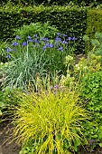 Grasses, herbaceous perennials, hedges in country garden