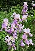 Perennial Iris Lilac Haze