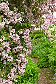 Deciduous shrub pale pink Weigela