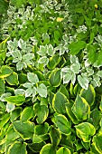 Aegopodium podagraria Variegatum Ground Elder and Hosta