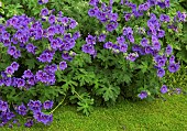 Geranium x magnificum Cranesbill