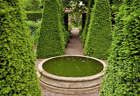 Yew_Spires_in_the_well_garden