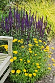 Buphthalmum salicifolium Yellow Ox-eye Daisy Salvia nemorosa Caradonna Sage