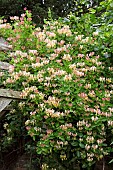 Lonicera periclymenum Honeysuckle