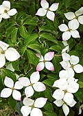 Cornus kousa var. chinensis