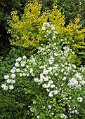 Philadelphus Virginalis Group Mock Orange