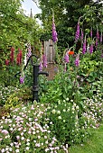 Cottage garden border flowers including Lupins and foxgloves