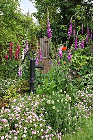 Cottage_garden_border_flowers_including_Lupins_and_foxgloves