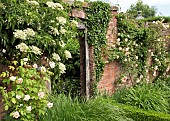 Climbing rose Rosa Phyllis Bide and Climbing Hydrangea petiolaris